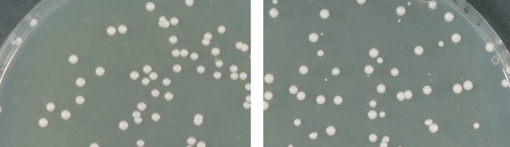 The tiny white yeast colonies in the right panel interspersed with larger normal colonies are cells that have had a synthetic chromosome inserted and their DNA shuffled by the lab-induced SCRaMbLE system, which introduces changes that slow cell growth. By comparison, all colonies on the left are grown from the standard lab yeast strain and appear uniform. (Click on image to enlarge.)