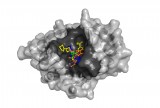The NDM-1 enzyme's structure revealed a large cavity (dark gray) capable of binding a variety of known antibiotics (shown in different colors). Once bound, the enzyme can cut the carbapenem ring, destroying the compound's antibiotic activity. Modeling the interactions computationally can allow researchers to design compounds that will readily adhere to NDM-1 and prevent it from binding with antibiotics. (Argonne National Laboratory.)