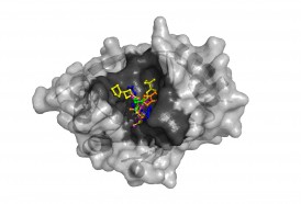 The NDM-1 enzyme's structure revealed a large cavity (dark gray) capable of binding a variety of known antibiotics (shown in different colors). Once bound, the enzyme can cut the carbapenem ring, destroying the compound's antibiotic activity. Modeling the interactions computationally can allow researchers to design compounds that will readily adhere to NDM-1 and prevent it from binding with antibiotics. (Argonne National Laboratory.)